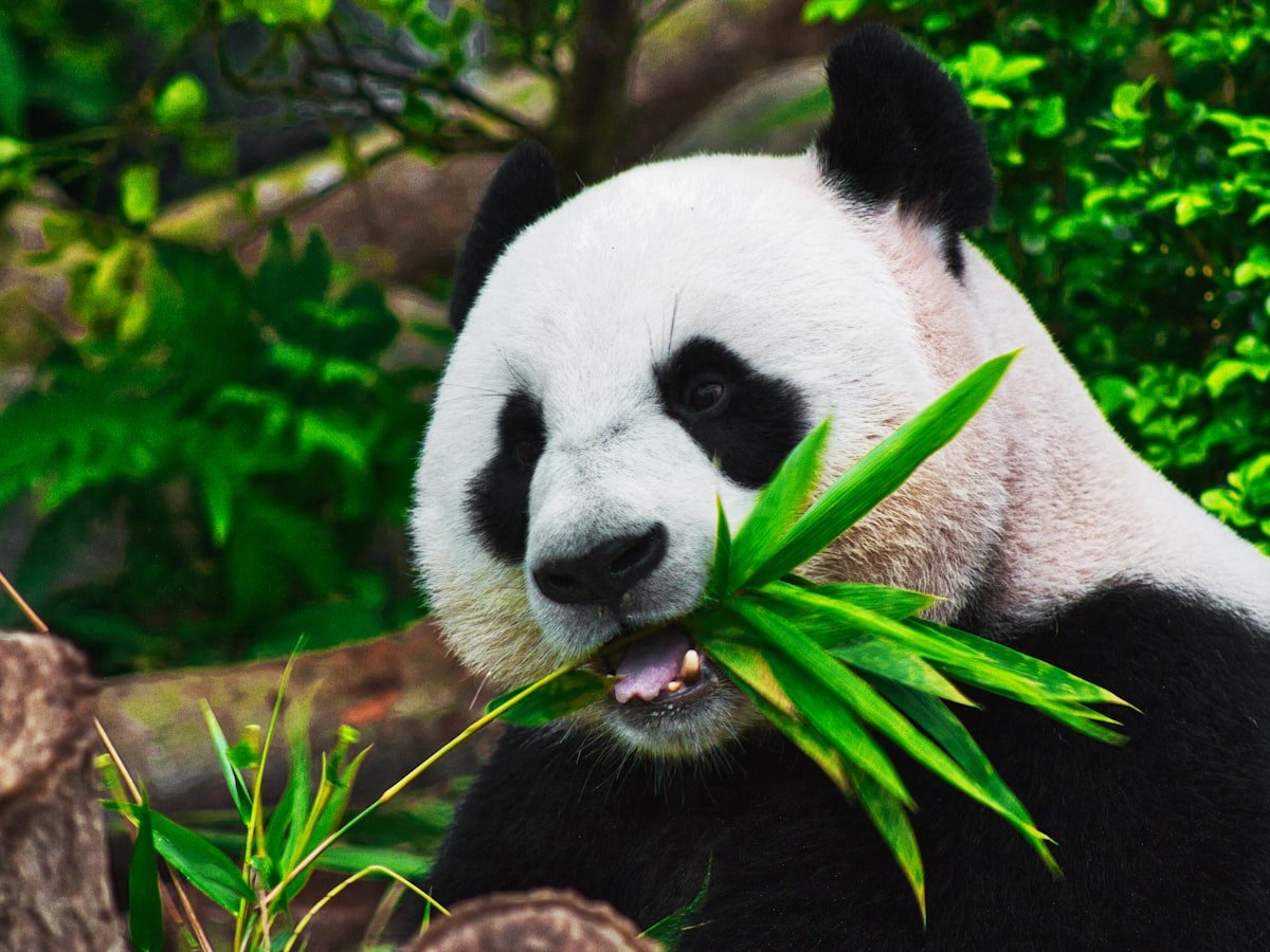 Chengdu